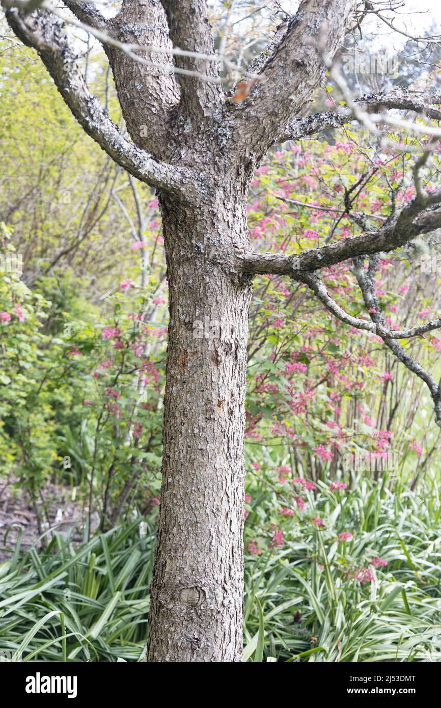 Acer macrophyllum - Ahornbaum mit großem Blatt. Stockfoto