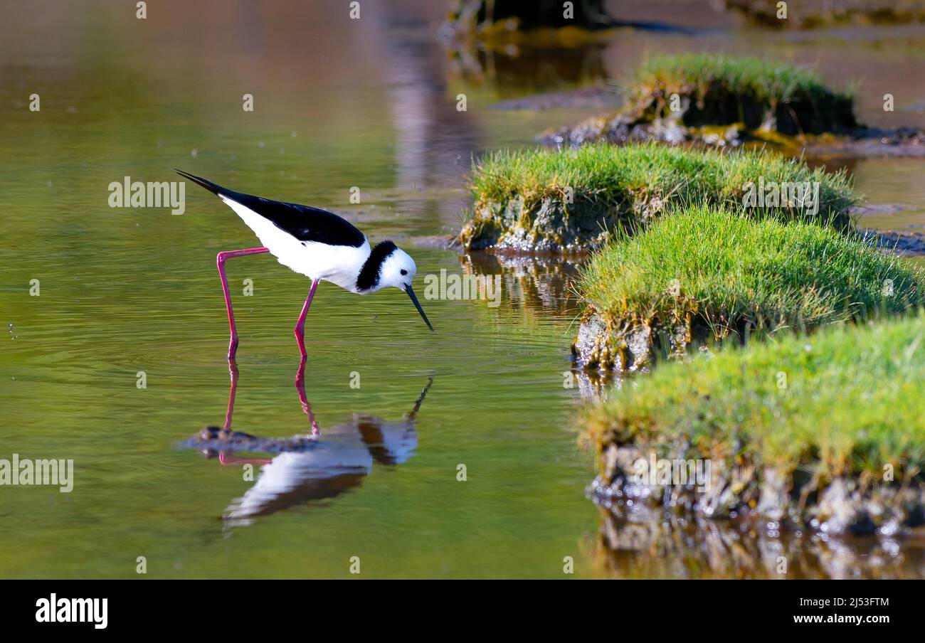 Pied Stilt waten in den Gewässern Neuseelands Stockfoto