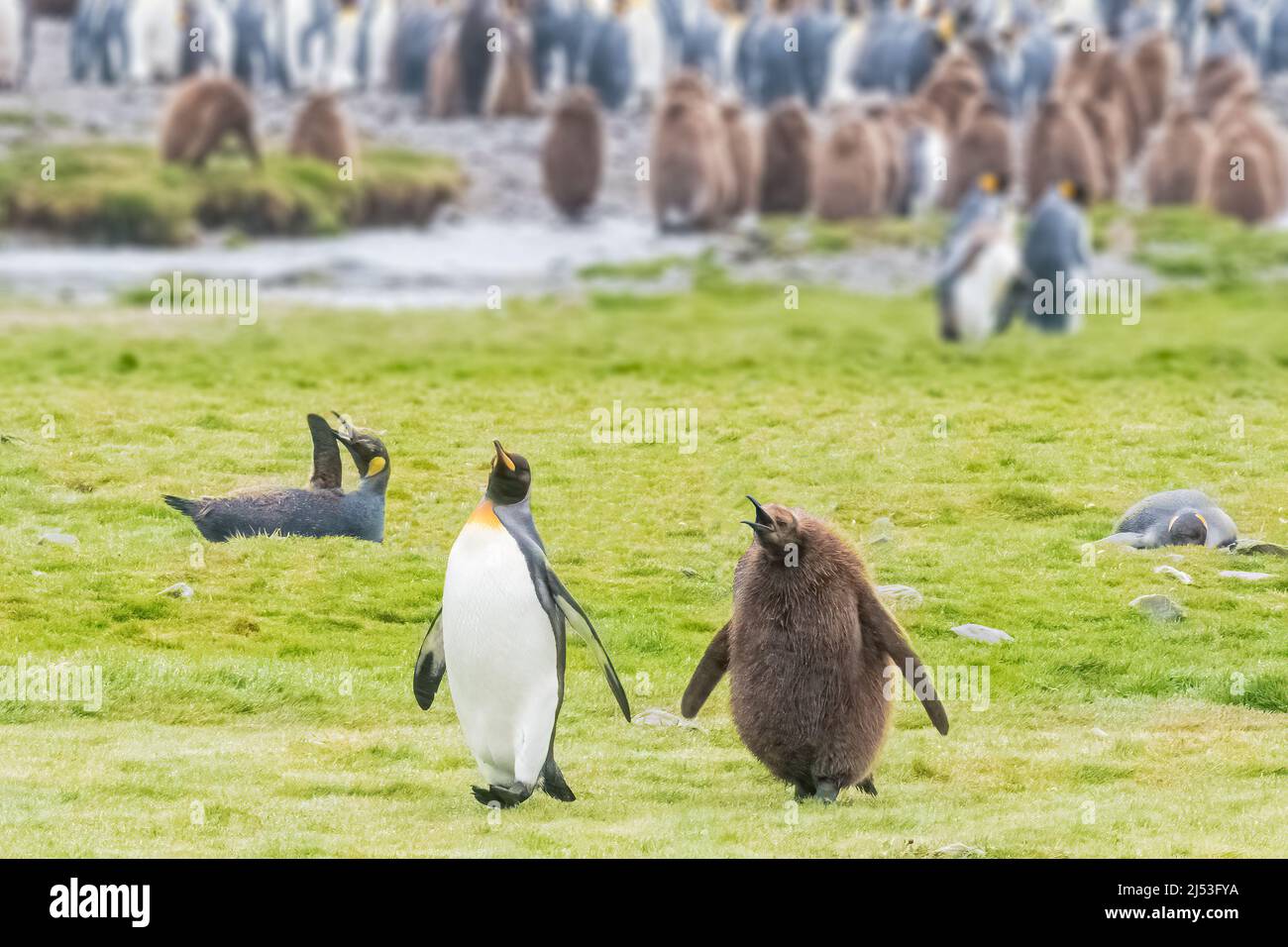 King Penguin Baby verfolgt seine Mutter überall Stockfoto