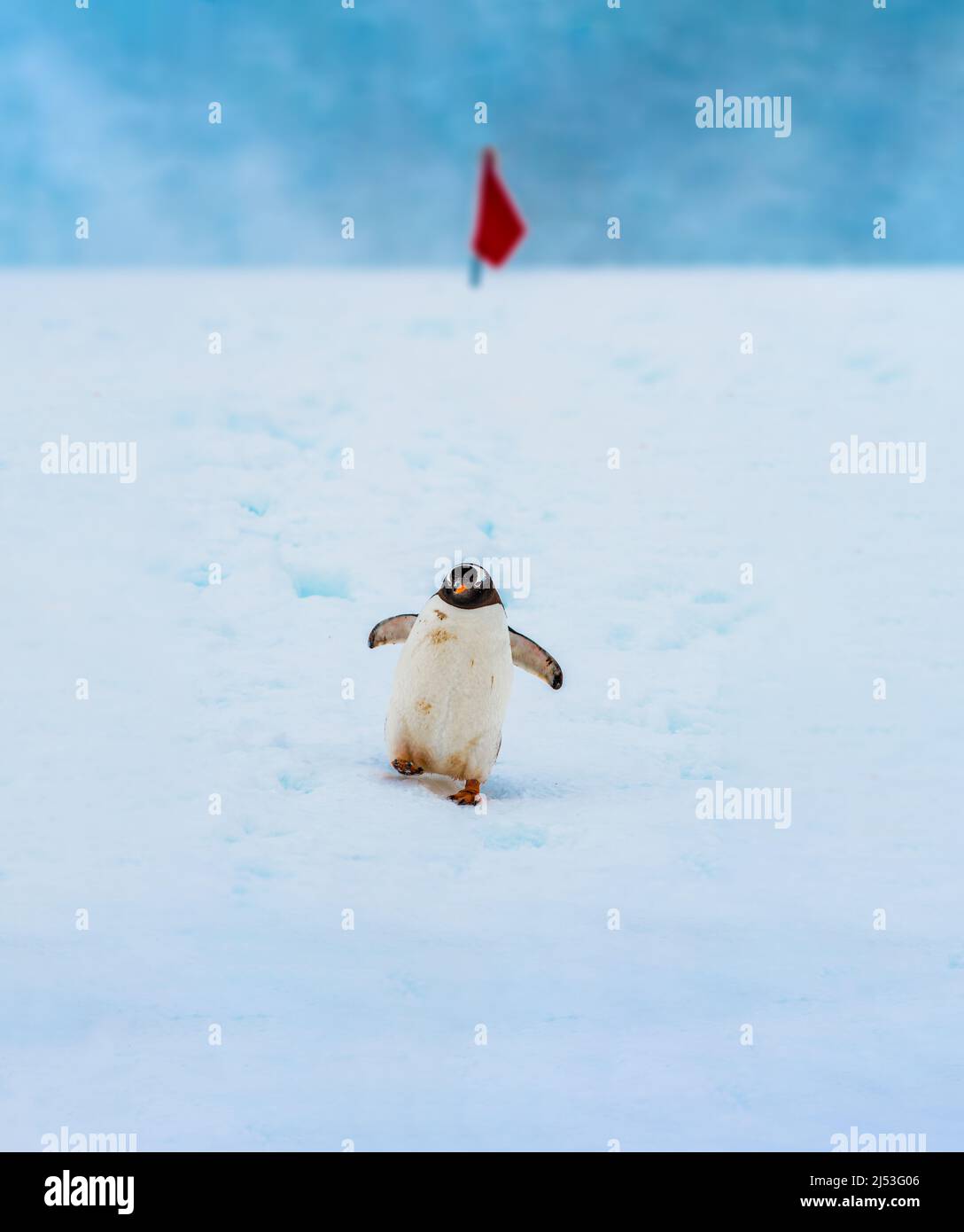 Gentoo Penguin geht einen markierten Weg in der Antarktis hinunter Stockfoto