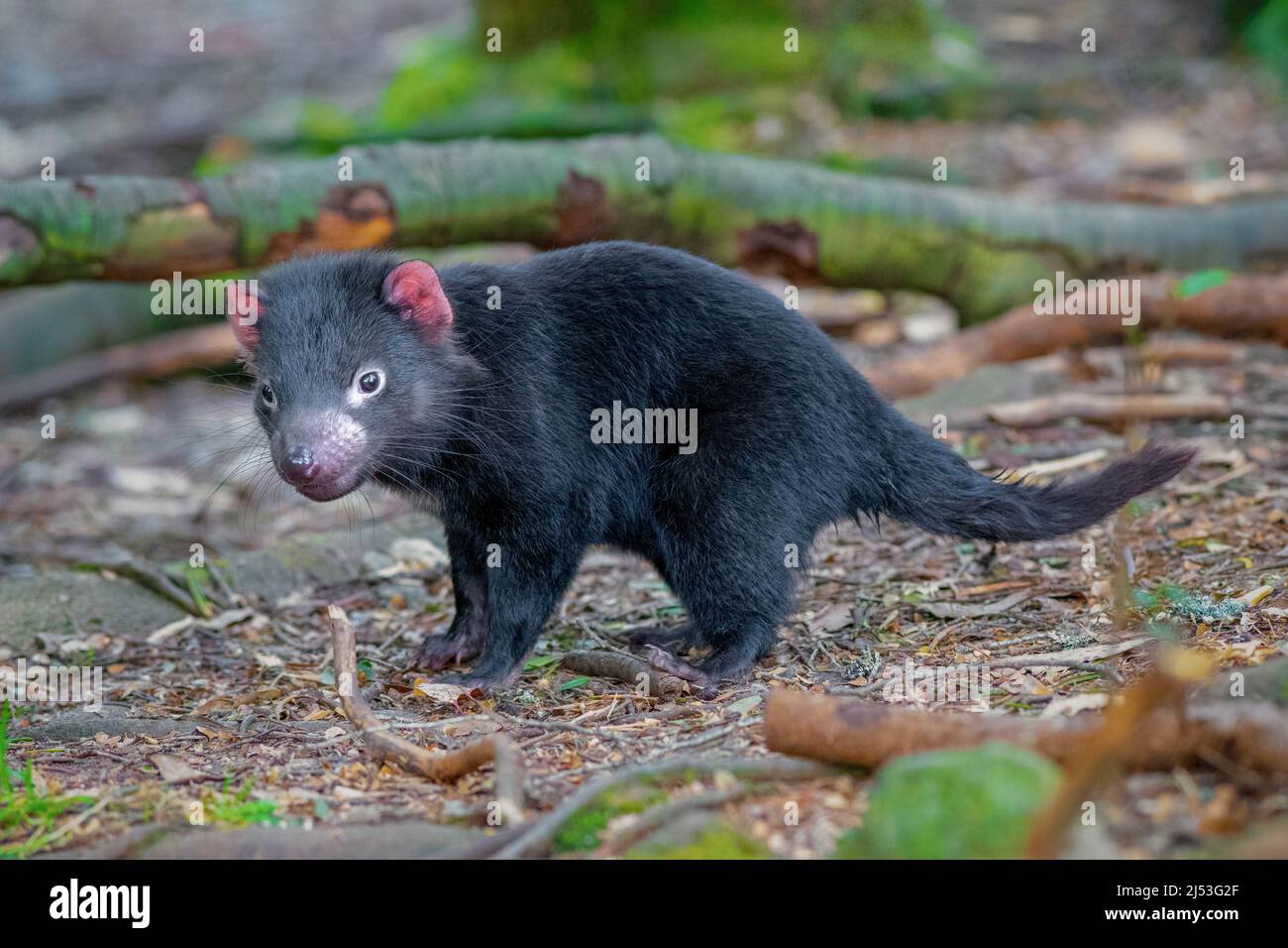 Baby Tasmanian Devil Stockfoto