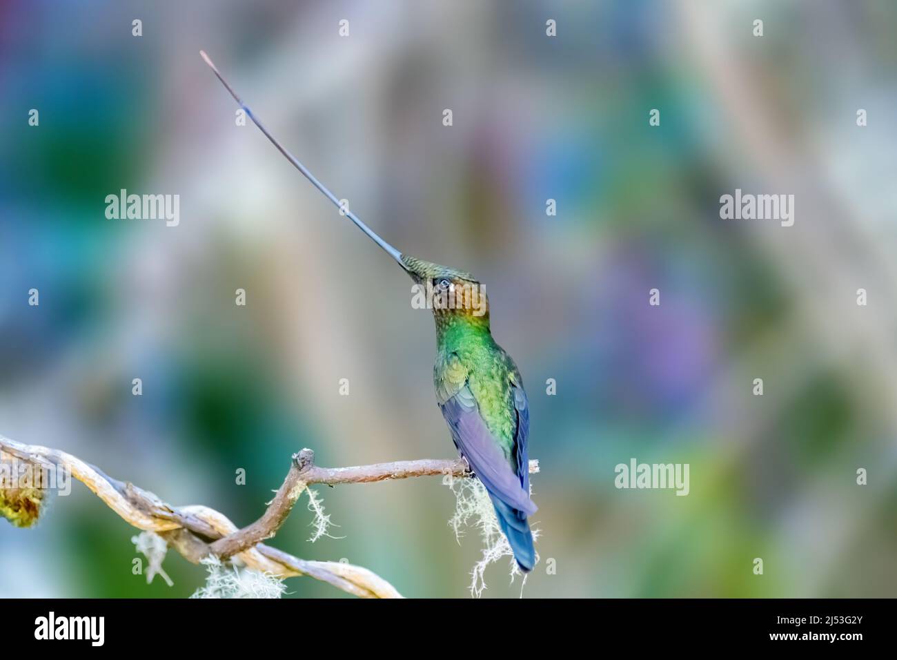 Der Kolibri mit Schwertschnur zeigt seinen langen Schein Stockfoto