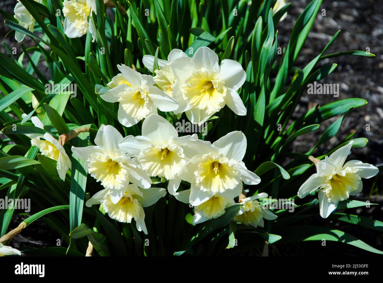Der frühe Frühling blüht in voller Blüte. Stockfoto
