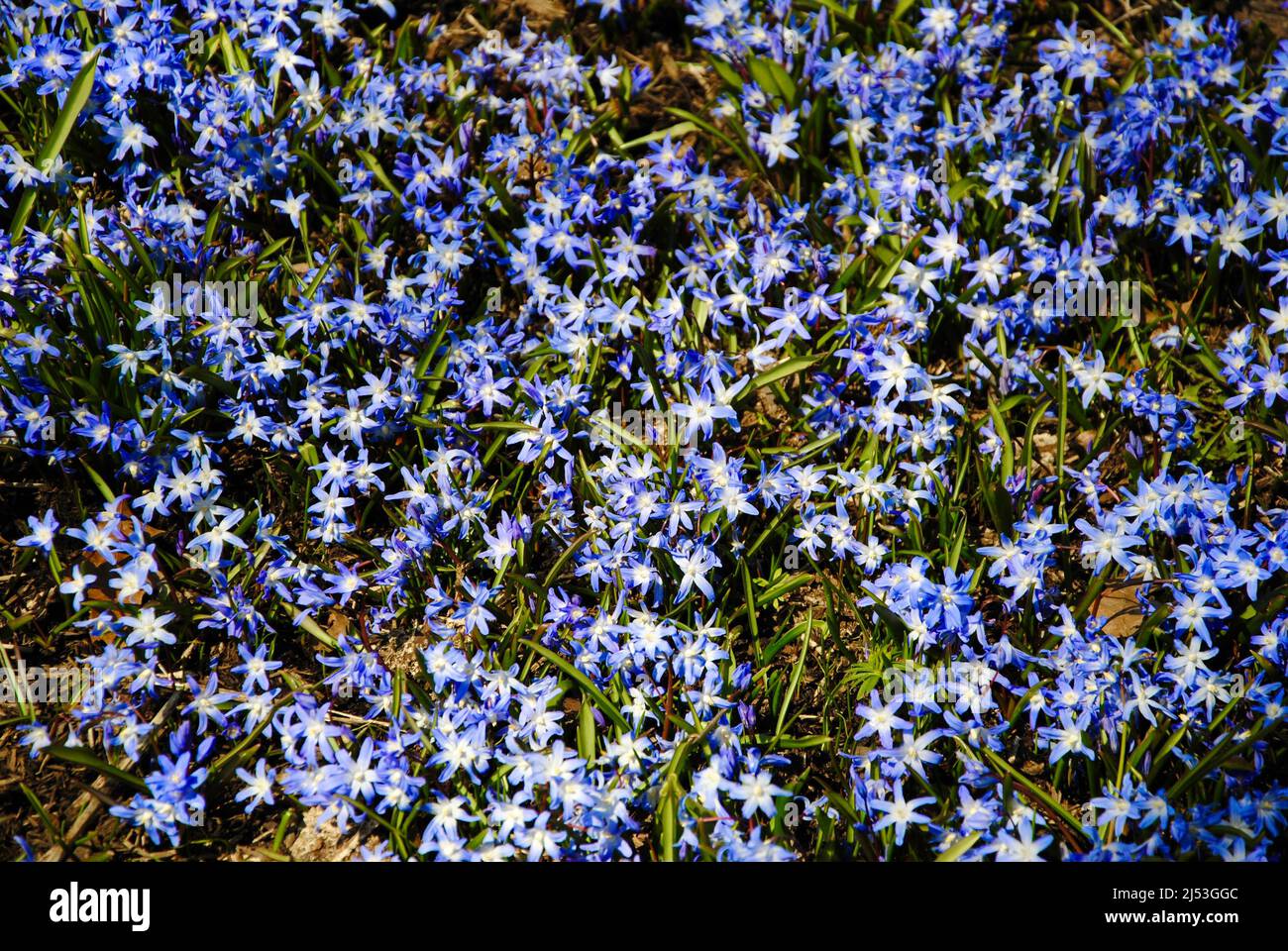 Feld mit kleinen blauen Blumen in Lakewood, Ohio Stockfoto