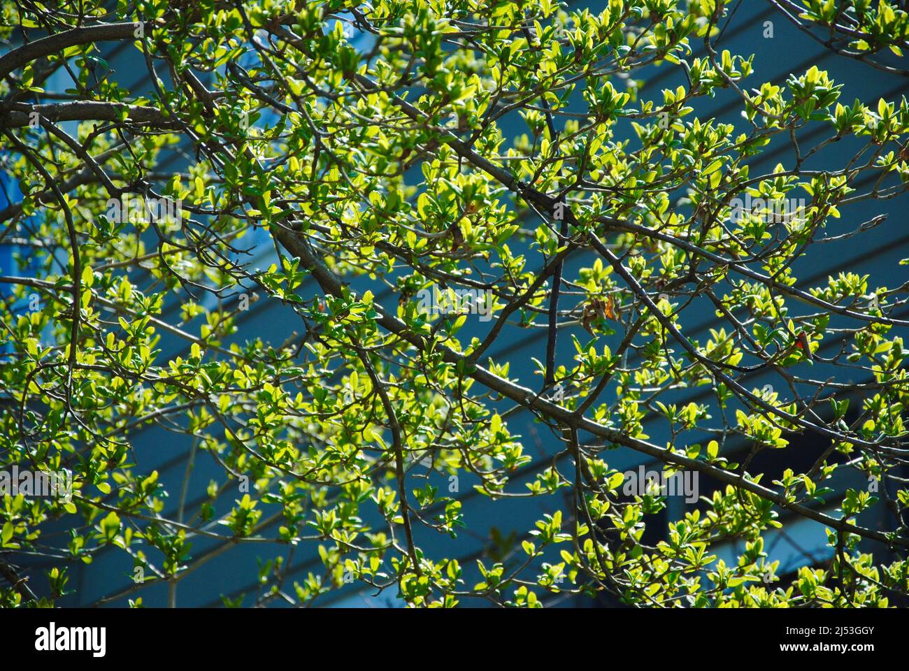 Die ersten hellgrünen Blätter am Baum gegen blauen Himmel im April in Ohio Stockfoto