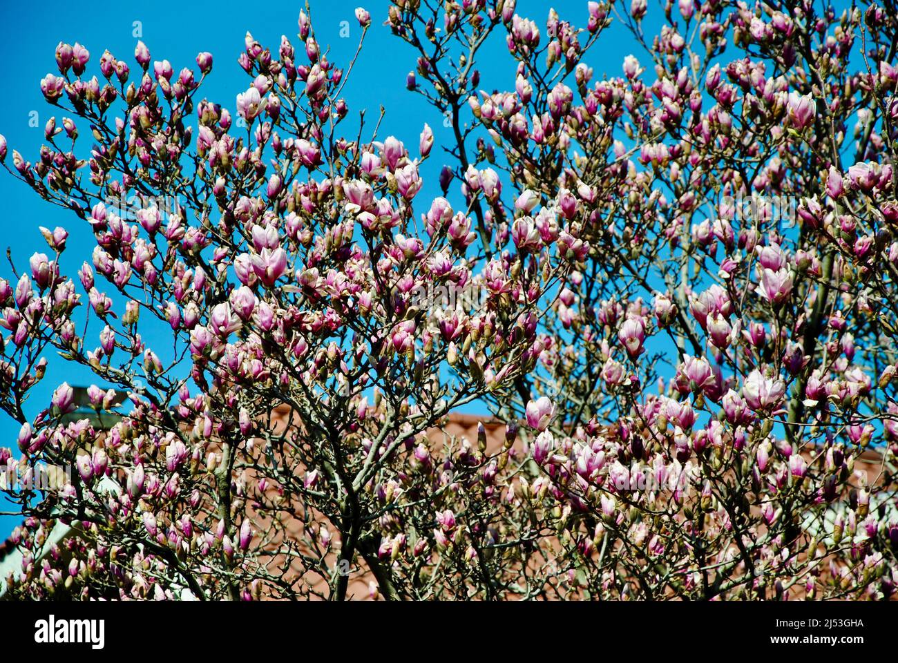 Magnolienbaum blüht im April vor blauem Himmel in Lakewood Ohio Stockfoto