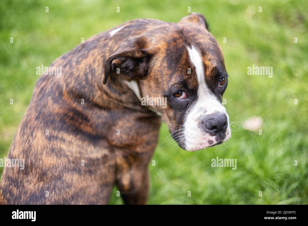 Boxerhund sitzt draußen auf Gras. Stockfoto