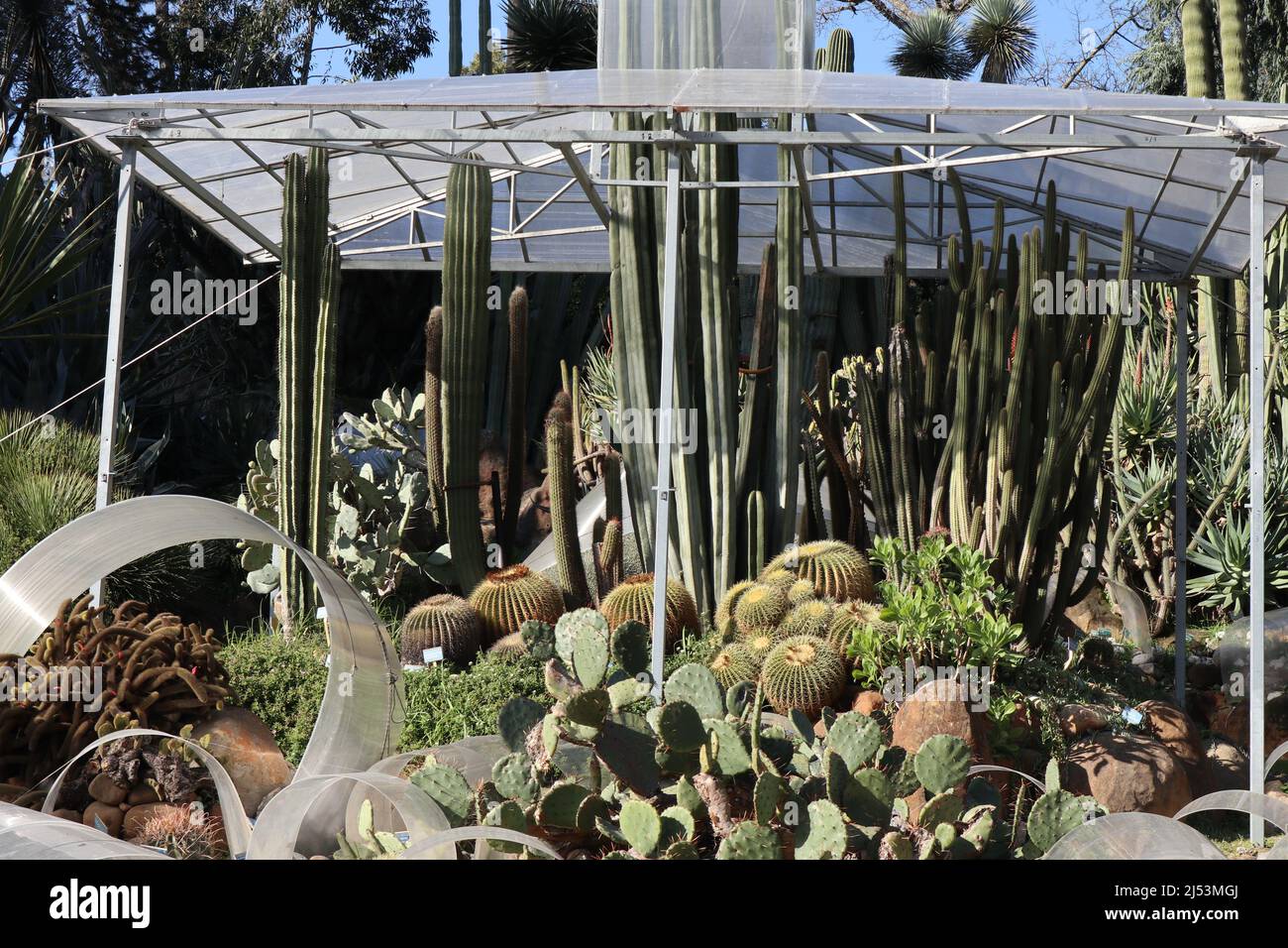 Napoli - Piante di Cactus nell'Orto Botanico Stockfoto