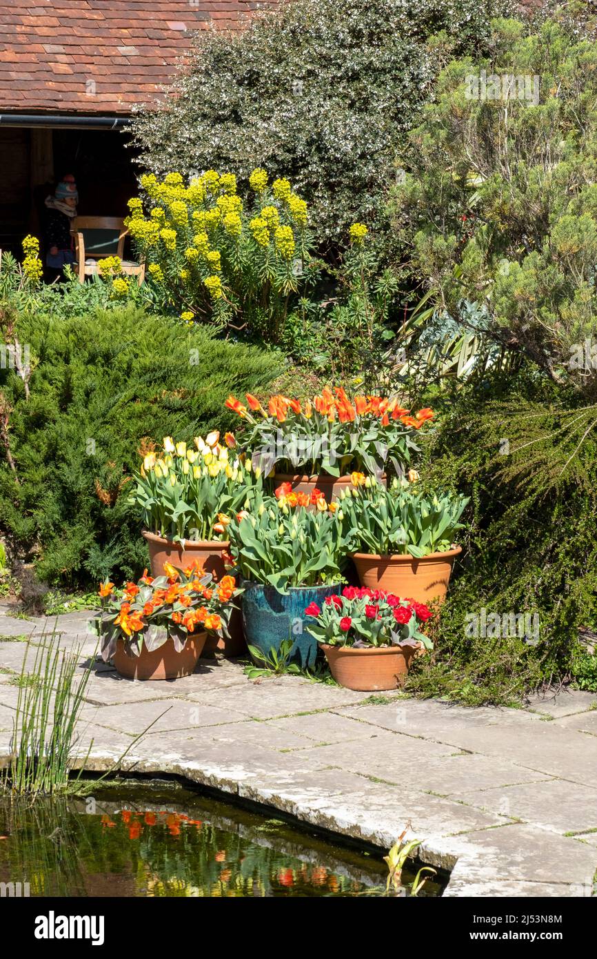 Frühlingsdarstellung von Tulpen in Töpfen im Great Dixter Sunken Garden, East Sussex, Großbritannien Stockfoto