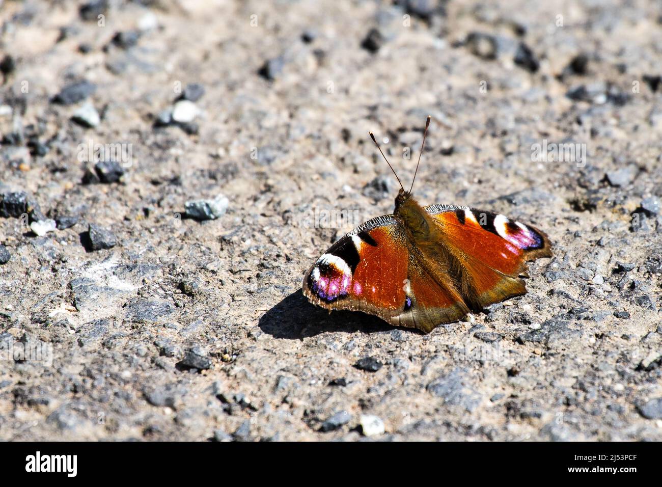 Europäischer Pfauenschmetterling (Aglais io), der auf dem Boden sitzt, um sich bei Sonnenschein aufzuwärmen Stockfoto