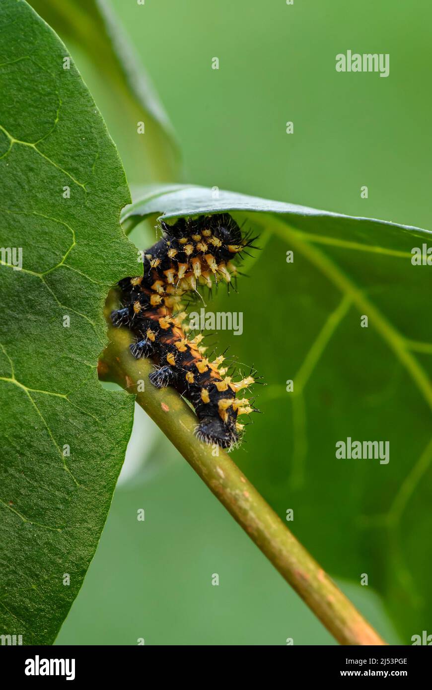 Suraka Seidenmotte Raupe - Antherina suraka, große schöne Orangenmotte aus Madagaskar, Afrika. Stockfoto