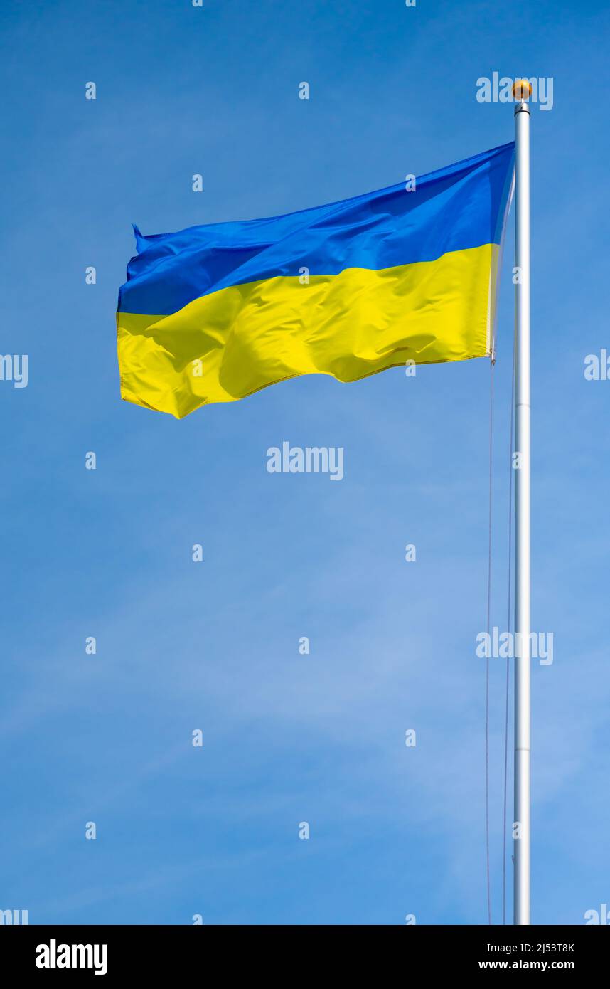 Flagge der Ukraine oder ukrainische Flagge, die gegen den blauen Himmel in England, Großbritannien, fliegt, um die Unterstützung der Menschen in der Ukraine im Russland-Ukraine-Krieg zu zeigen. Stockfoto