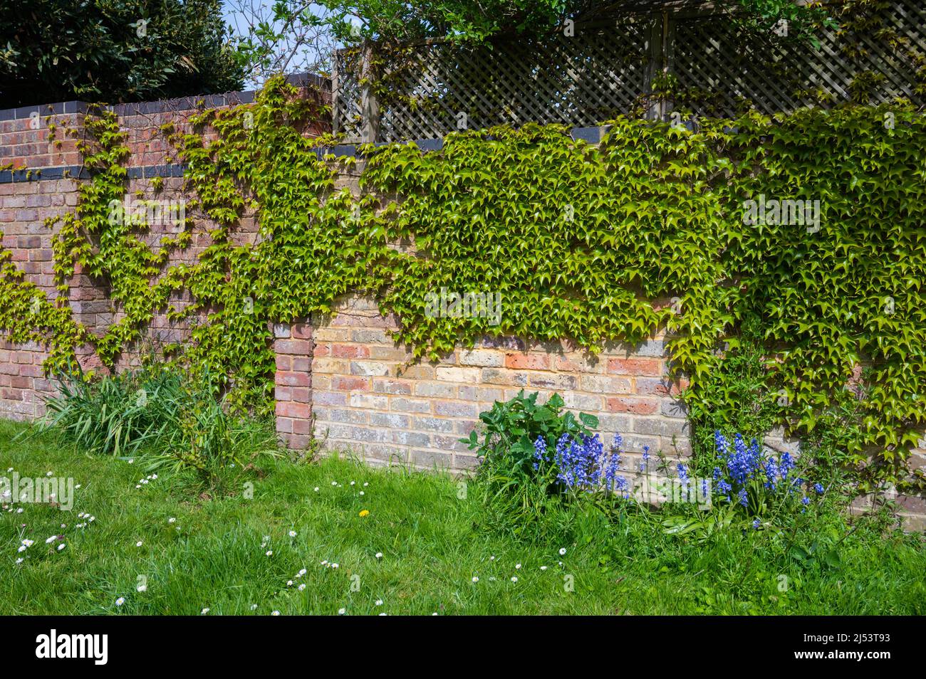 Frühlingslaub von japanischem Creeper (Parthenocissus tricuspidata), AKA Boston Ivy, Grape Ivy & Japanese Ivy, wächst im Frühjahr in Großbritannien an einer Wand. Stockfoto
