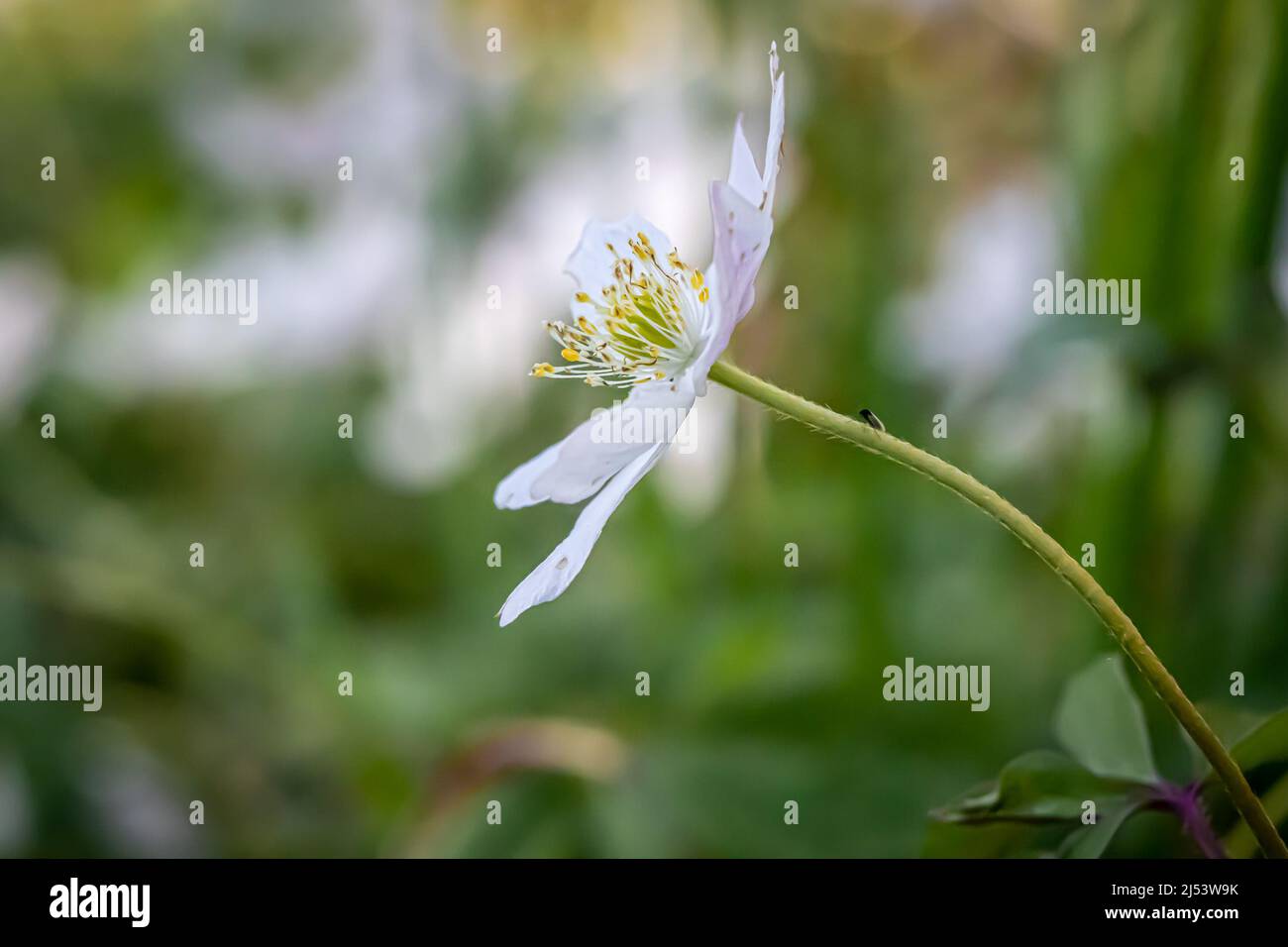 Nahaufnahme einer weißen Frühlingswindblume auf dem Waldboden Stockfoto