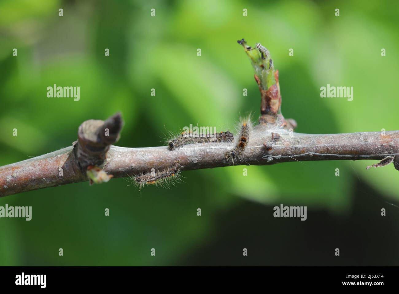 Braune Schwanzraupen (Euproctis chrysorrhoe) auf einem Zweig eines Birnenbaums nisten im Winter Raupen. Wichtige Schädlinge vieler Bäume und Sträucher. Stockfoto