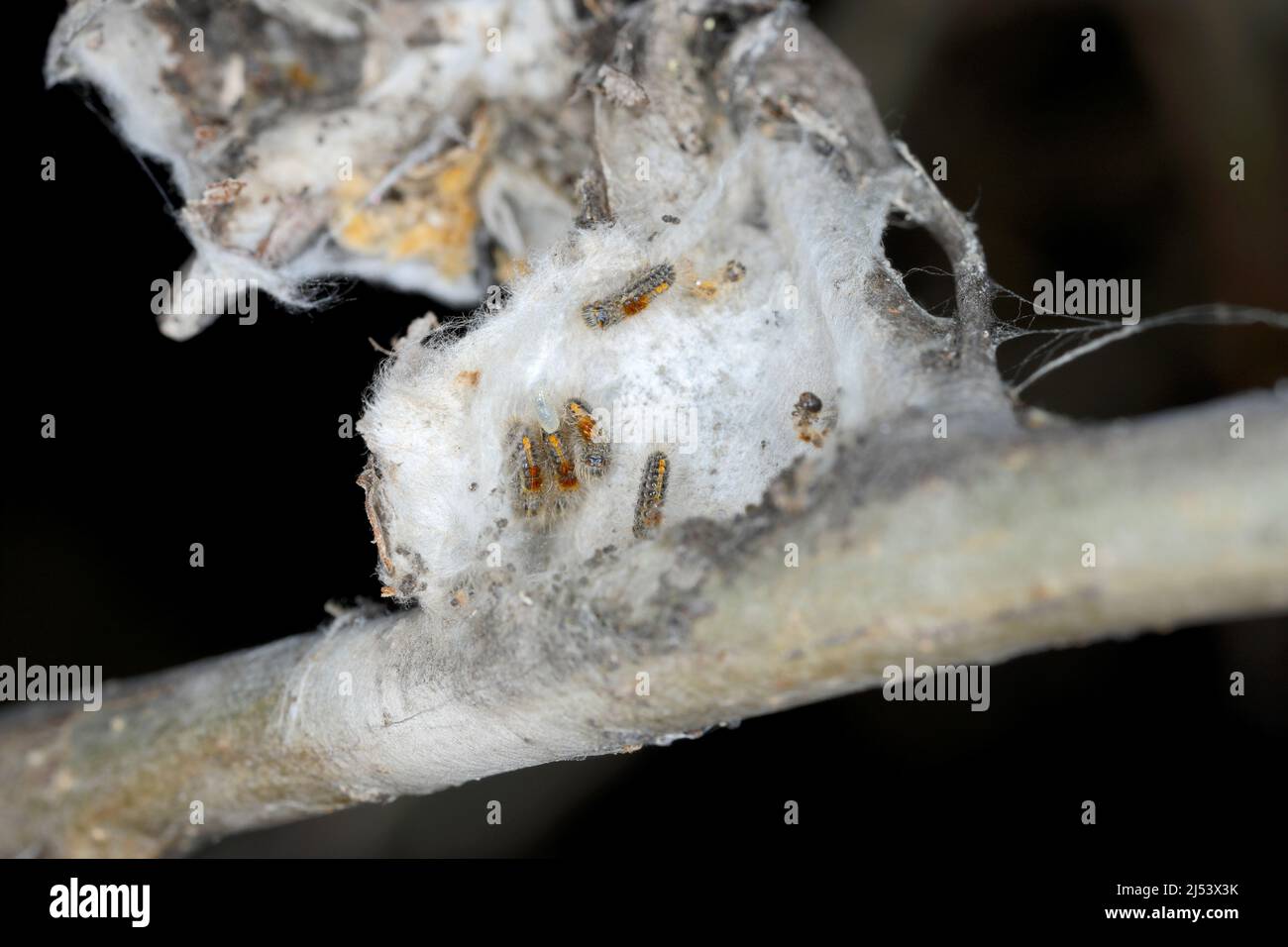 Braune Schwanzraupen (Euproctis chrysorrhoe) auf einem Zweig eines Birnenbaums nisten im Winter Raupen. Wichtige Schädlinge vieler Bäume und Sträucher. Stockfoto