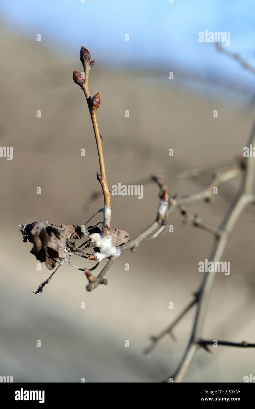 Braune Schwanzraupen (Euproctis chrysorrhoe) auf einem Zweig eines Birnenbaums nisten im Winter Raupen. Wichtige Schädlinge vieler Bäume und Sträucher. Stockfoto