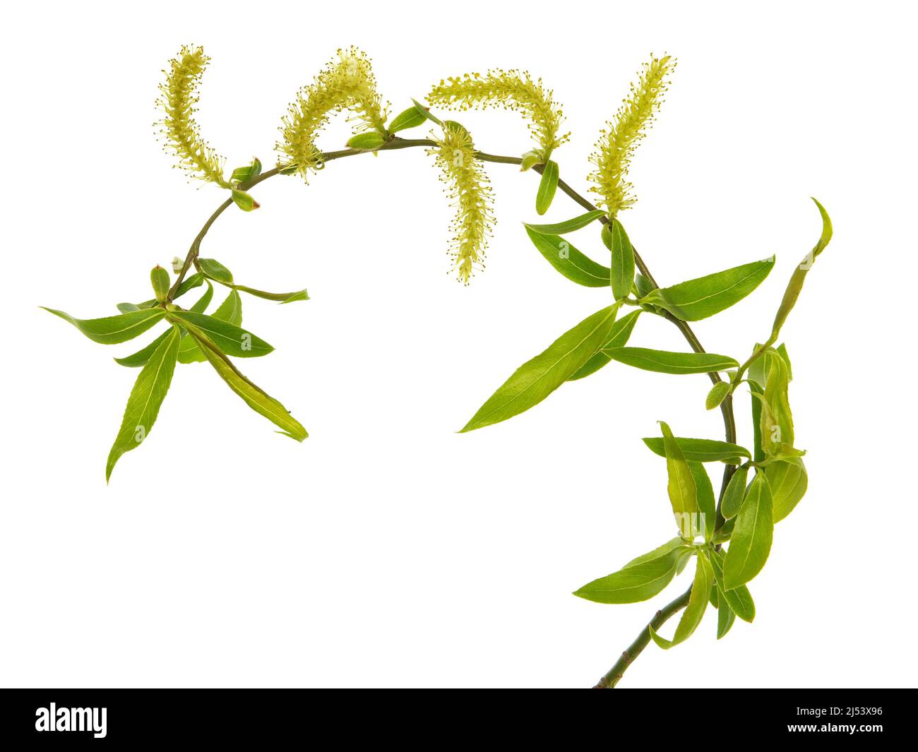 Blühender Weidenzweig isoliert auf weiß, Salix matsudana Tortuosa Stockfoto