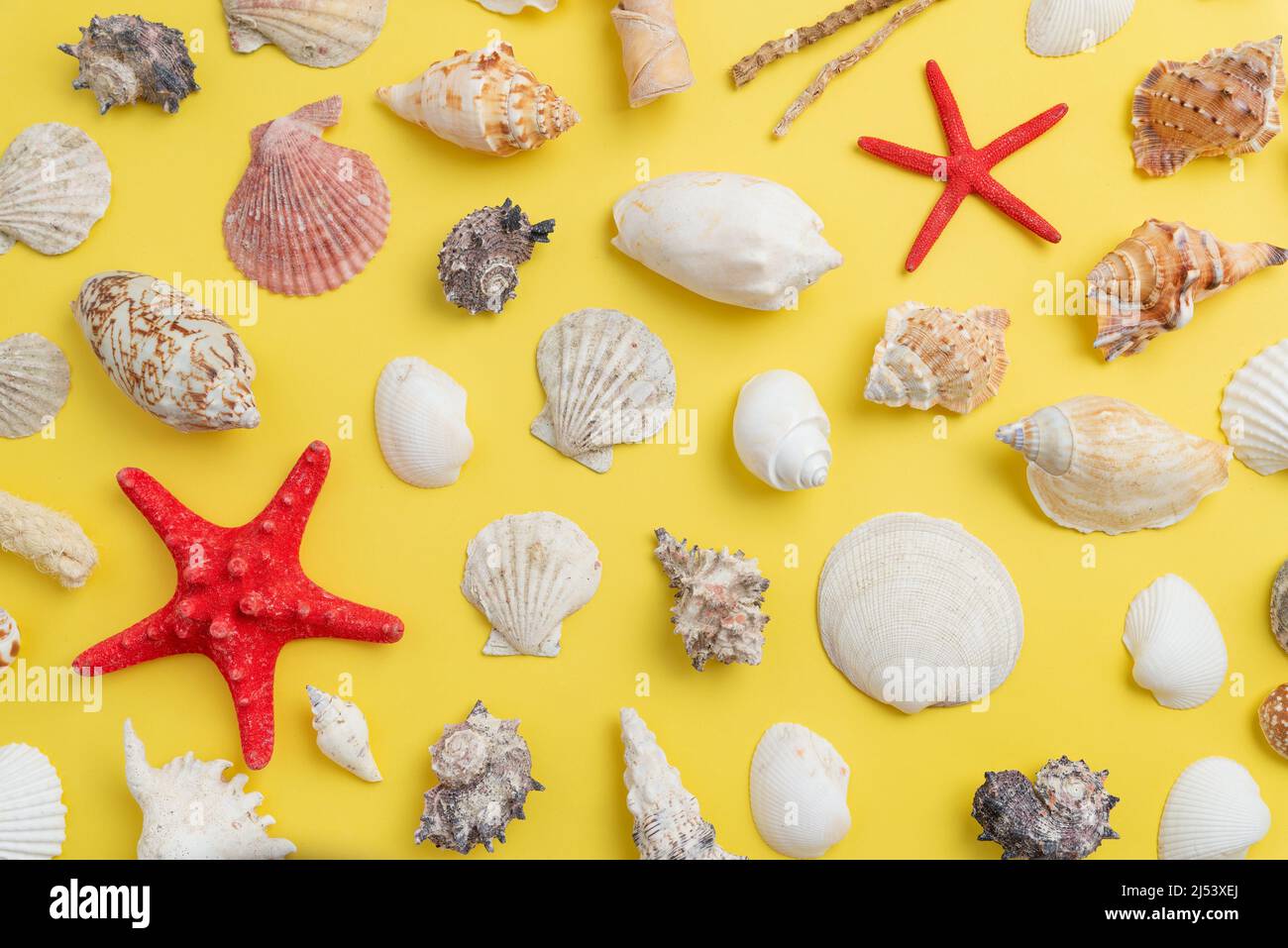 Sommer tropische Reise Hintergrund mit Muscheln und Seesternen auf gelber Oberfläche. Draufsicht, flache Laienkomposition Stockfoto