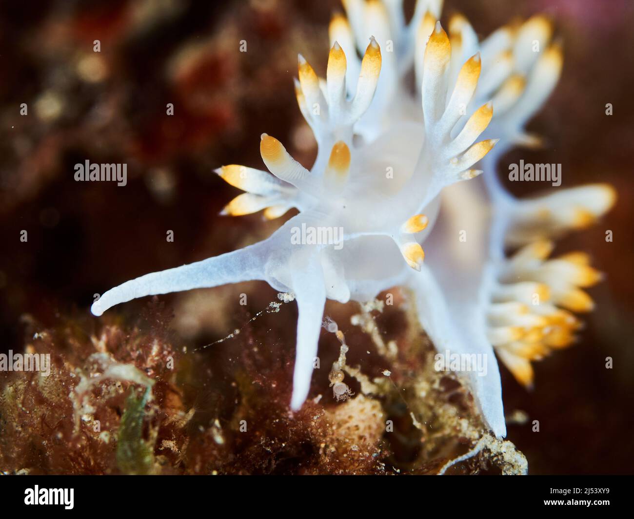 Unterwasserfotografie eines Meeresbockes (Flabellina babai) Stockfoto
