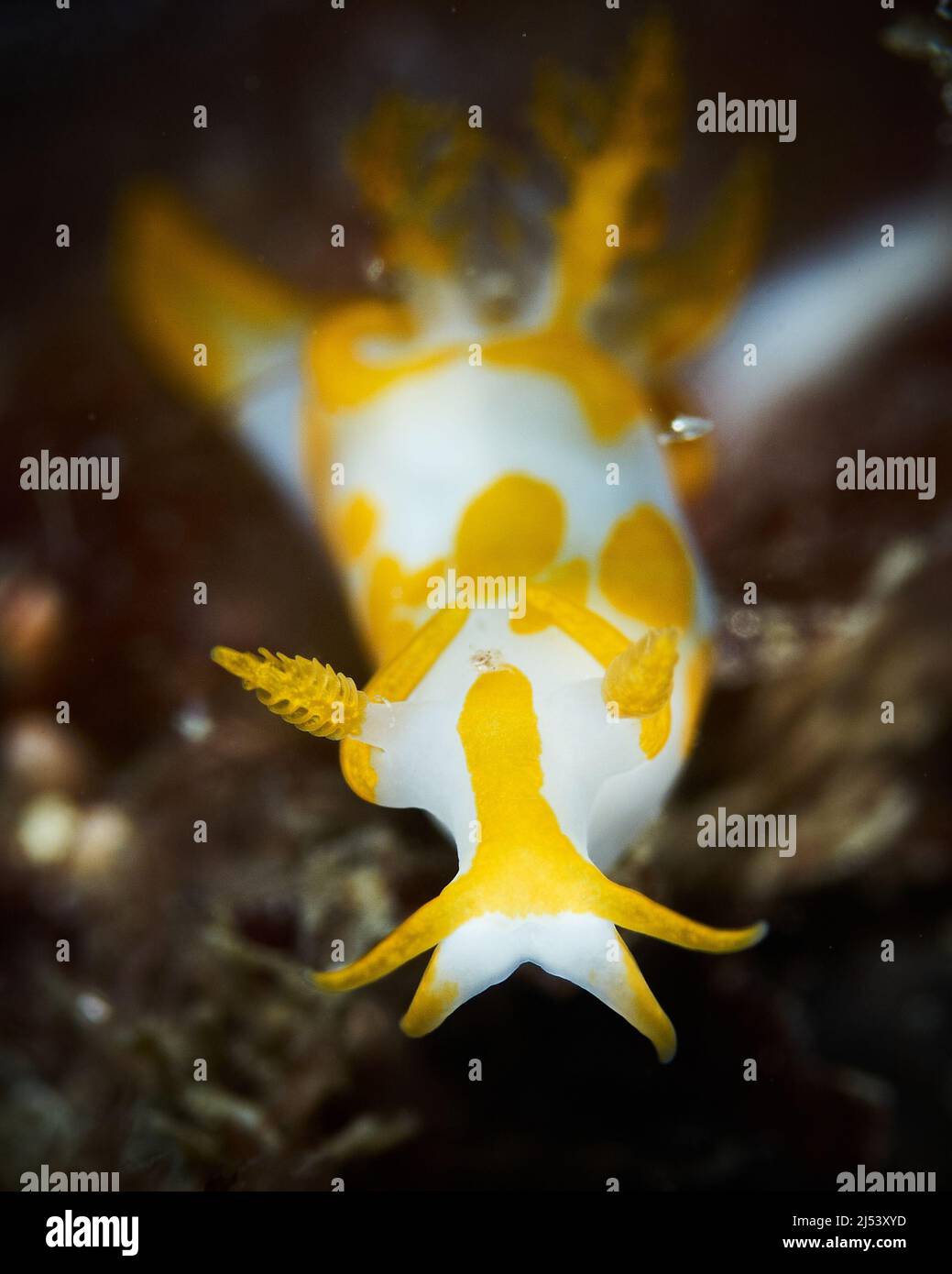 Unterwasserfotografie einer Meeresschnecke (Trapania maculata) Stockfoto