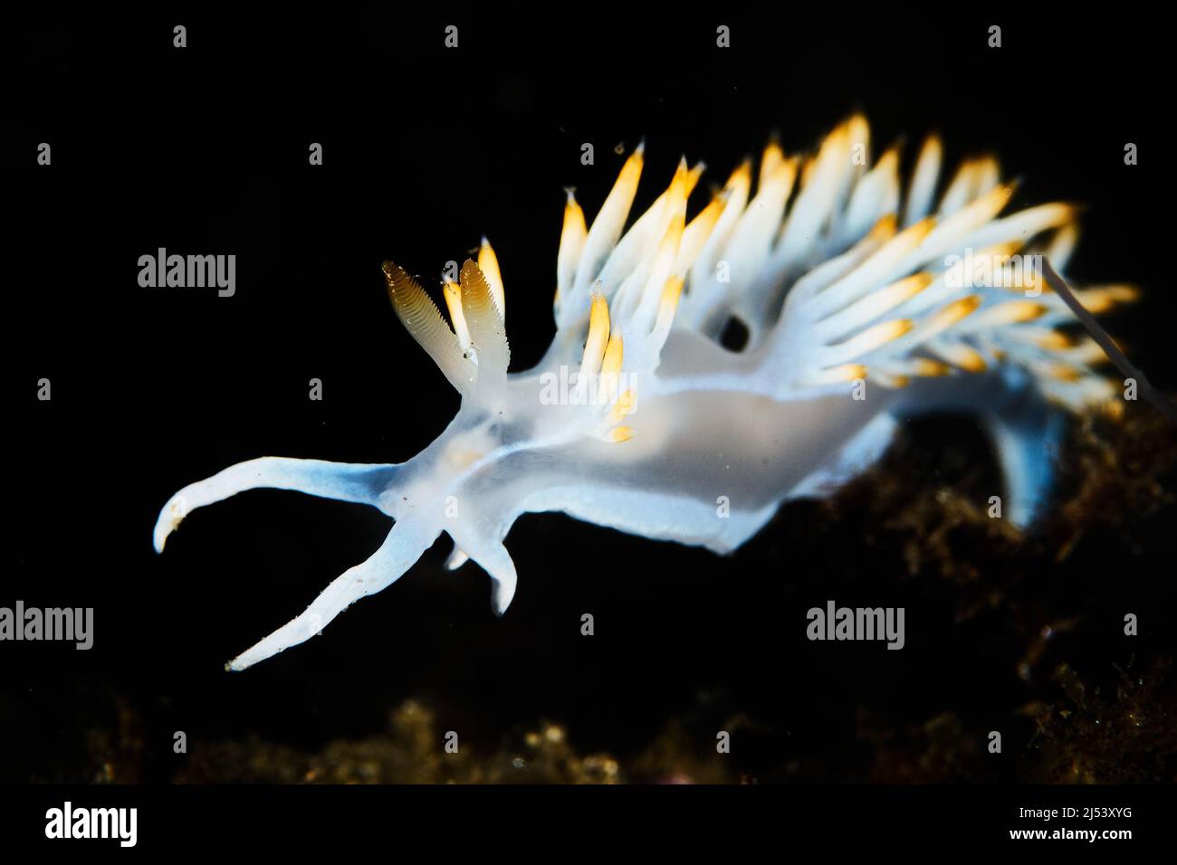 Unterwasserfotografie eines Meeresbockes (Flabellina babai) Stockfoto