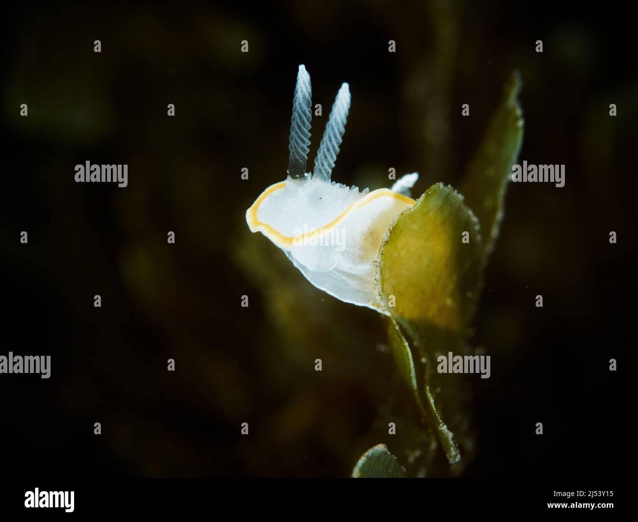 Unterwasserfotografie einer Meeresschnecke (Diaphorodoris luteocincta) Stockfoto