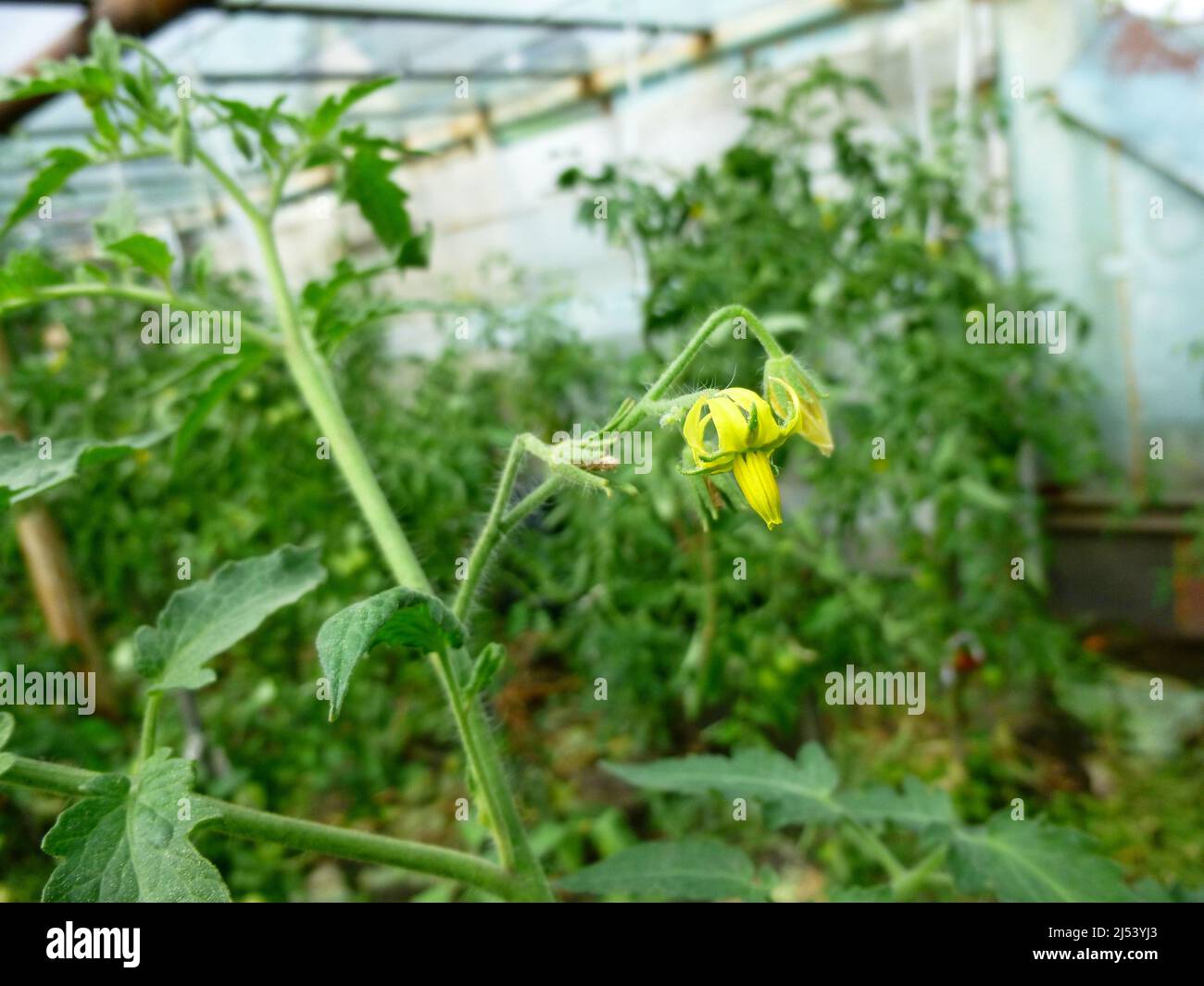 Tomatenblume, die an einem sonnigen Sommertag in einem Garten wächst Stockfoto