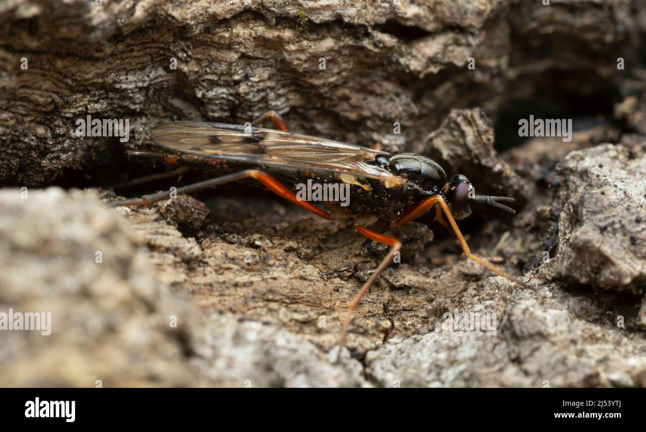 Awl-fly, Xylophagus cinctus mit Parasiten, Nahaufnahme Stockfoto