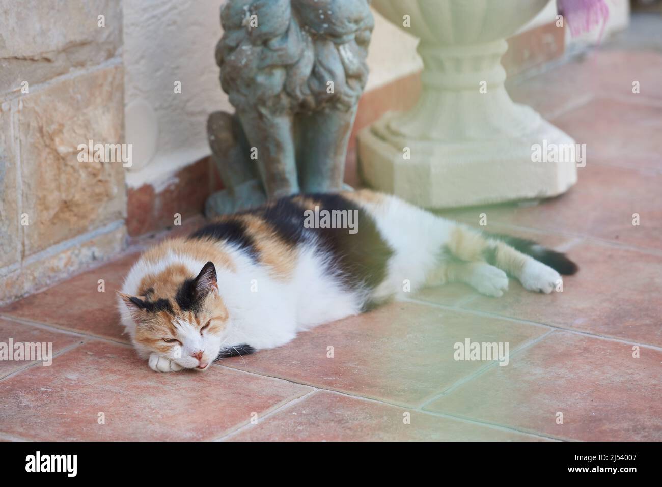 Eine Katze mit offenem Mund schläft an einem heißen Tag auf einer Kachel Stockfoto