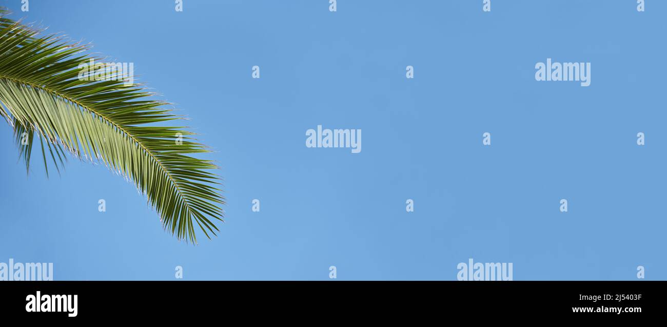Palmenzweig auf blauem Himmel Hintergrund, Vorlage mit Kopierraum Stockfoto