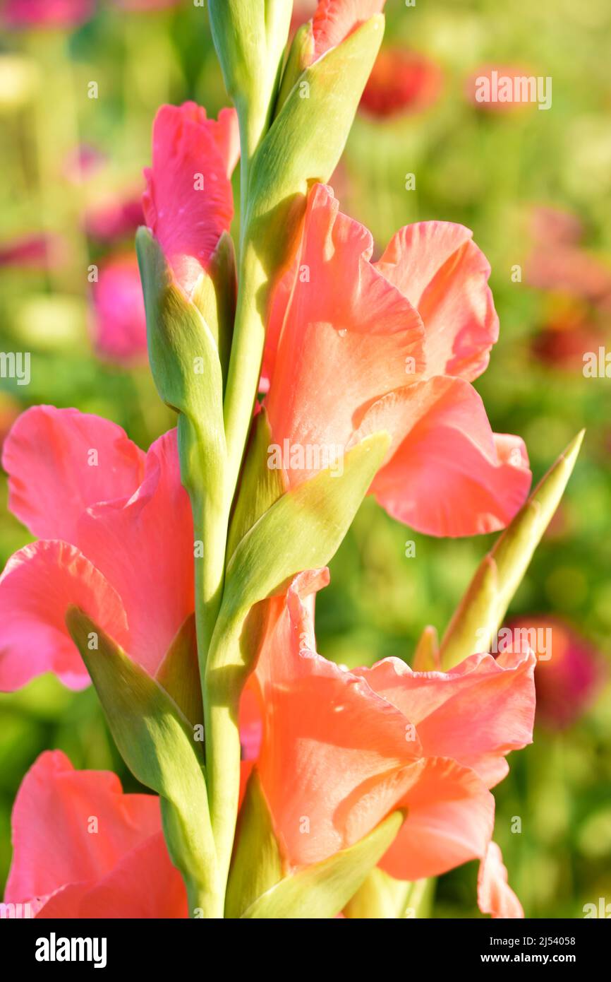 Rote und gelbe Gladiolen blühen im Garten Stockfoto