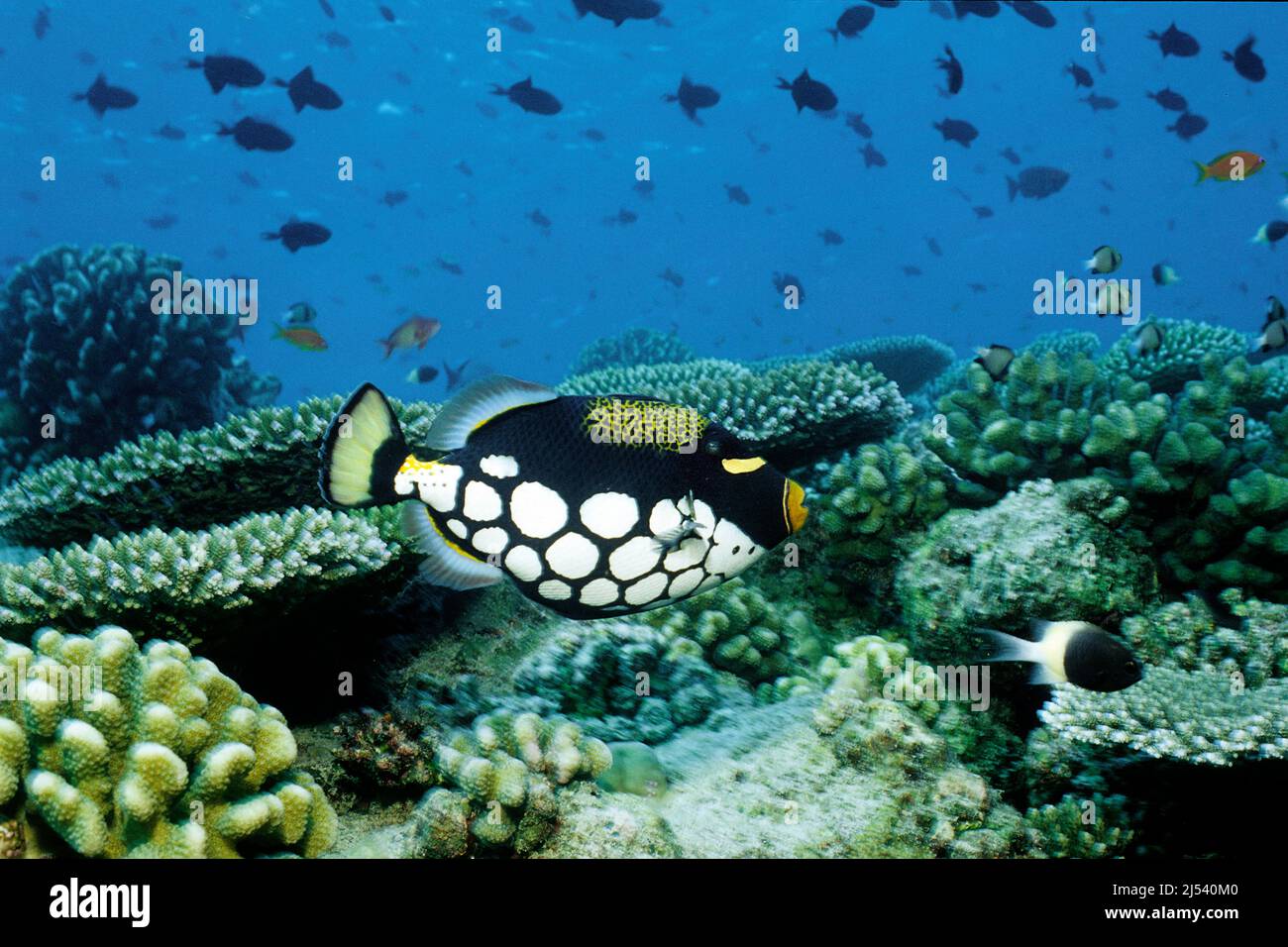 Clown-Triggerfische oder Großfleckige Triggerfische (Balistoides concisillum) schwimmen in einem Korallenriff, Ari-Atoll, Malediven, Indischer Ozean, Asien Stockfoto
