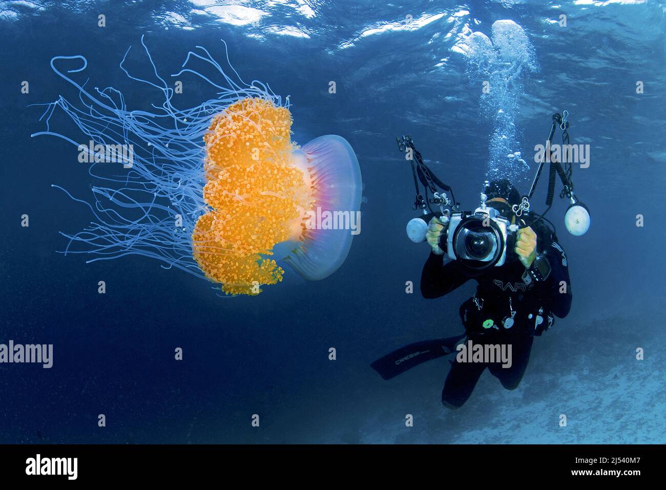 Taucher fotografiert einen Kronengelee-Fisch (Netrostoma setouchina, Netrostoma setouchianum), Ari Atoll, Malediven, Indischer Ozean, Asien Stockfoto