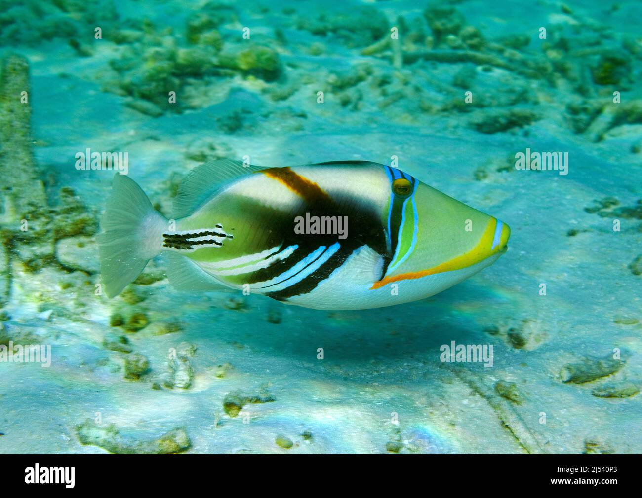 Picasso-Triggerfisch (Rhinecanthus aculeatus), schwimmend über Sand, Nord-Male-Atoll, Malediven, Indischer Ozean, Asien Stockfoto