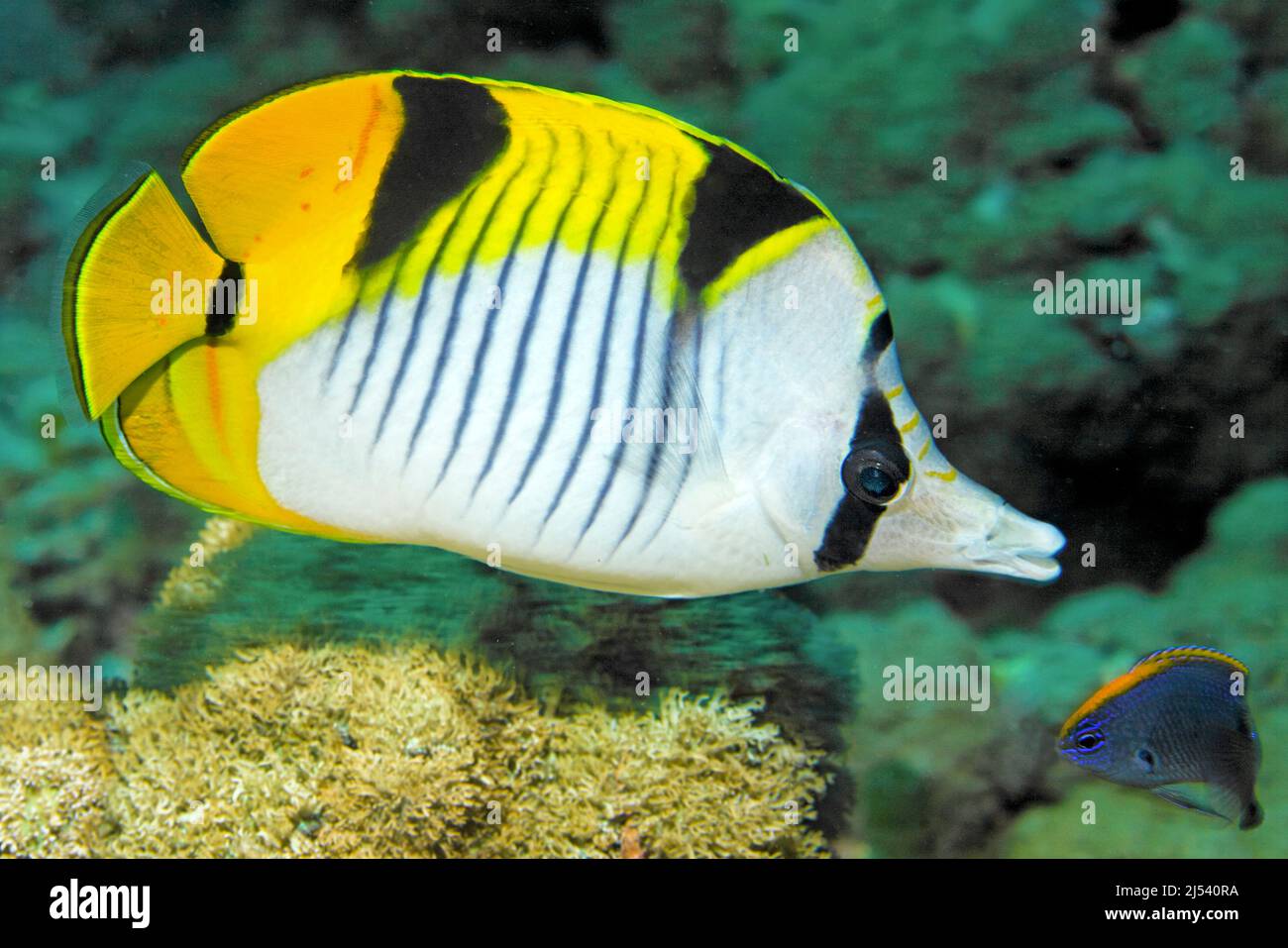 Schwarzkeil-Schmetterlingsfisch oder Sattelheckbutterflyfish (Chaetodon falcula), Ari-Atoll, Malediven, Indischer Ozean, Asien Stockfoto