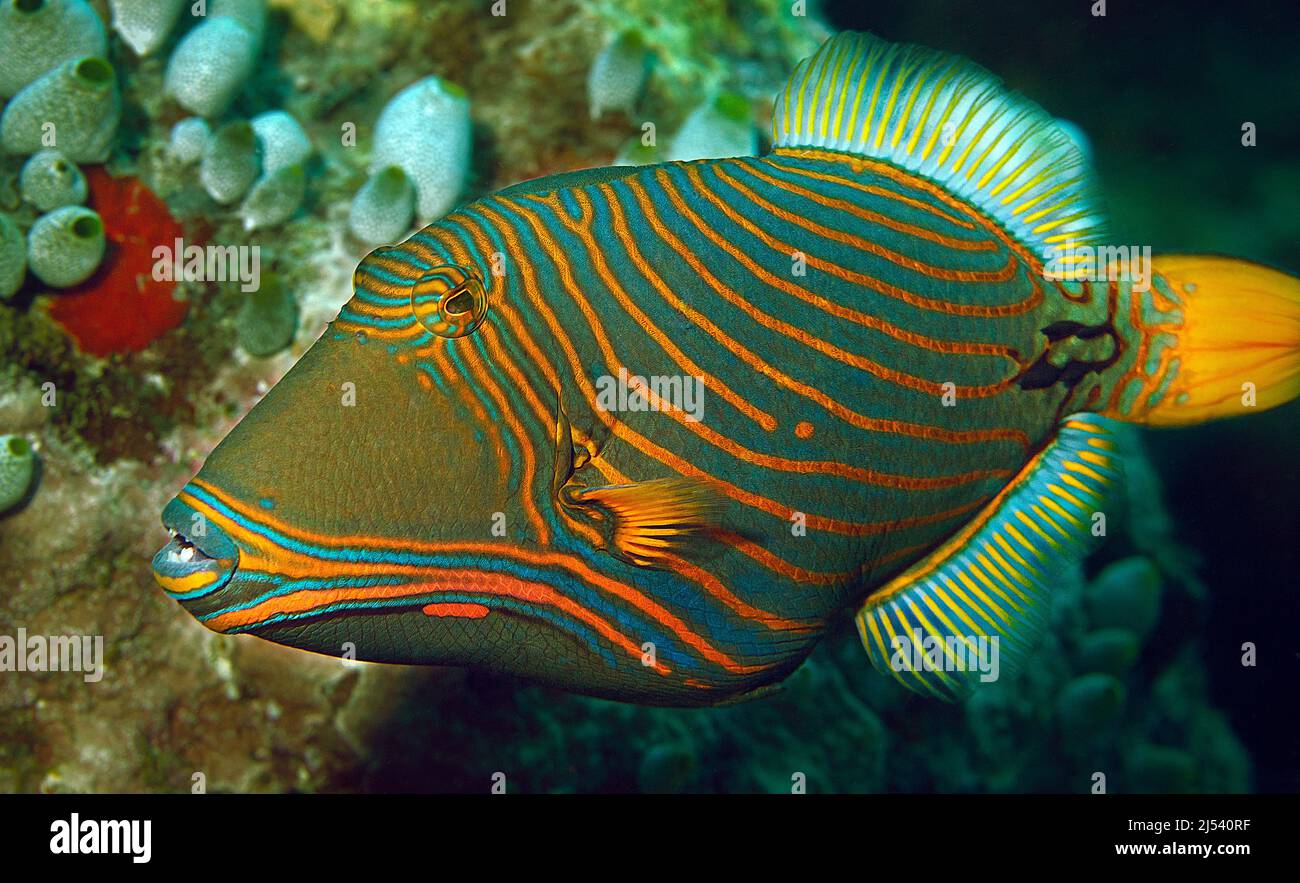 Orangestriped-Triggerfisch (Balistapus undulatus), Ari-Atoll, Malediven, Indischer Ozean, Asien Stockfoto