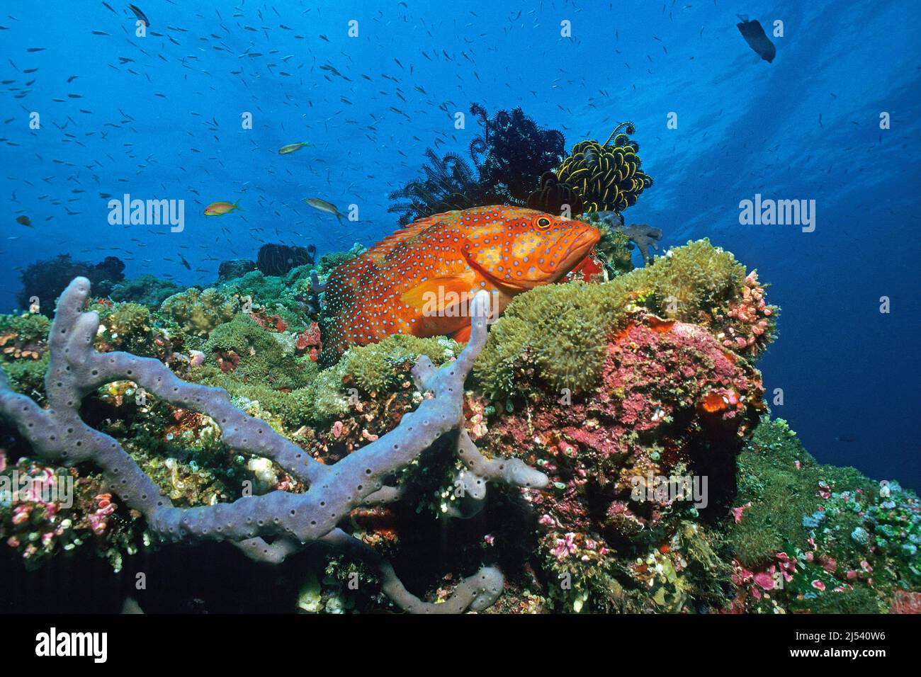 Korallenforelle oder Korallenforelle (Cephalopholis miniata) in einem Korallenriff, Ari-Atoll, Malediven, Indischer Ozean, Asien Stockfoto