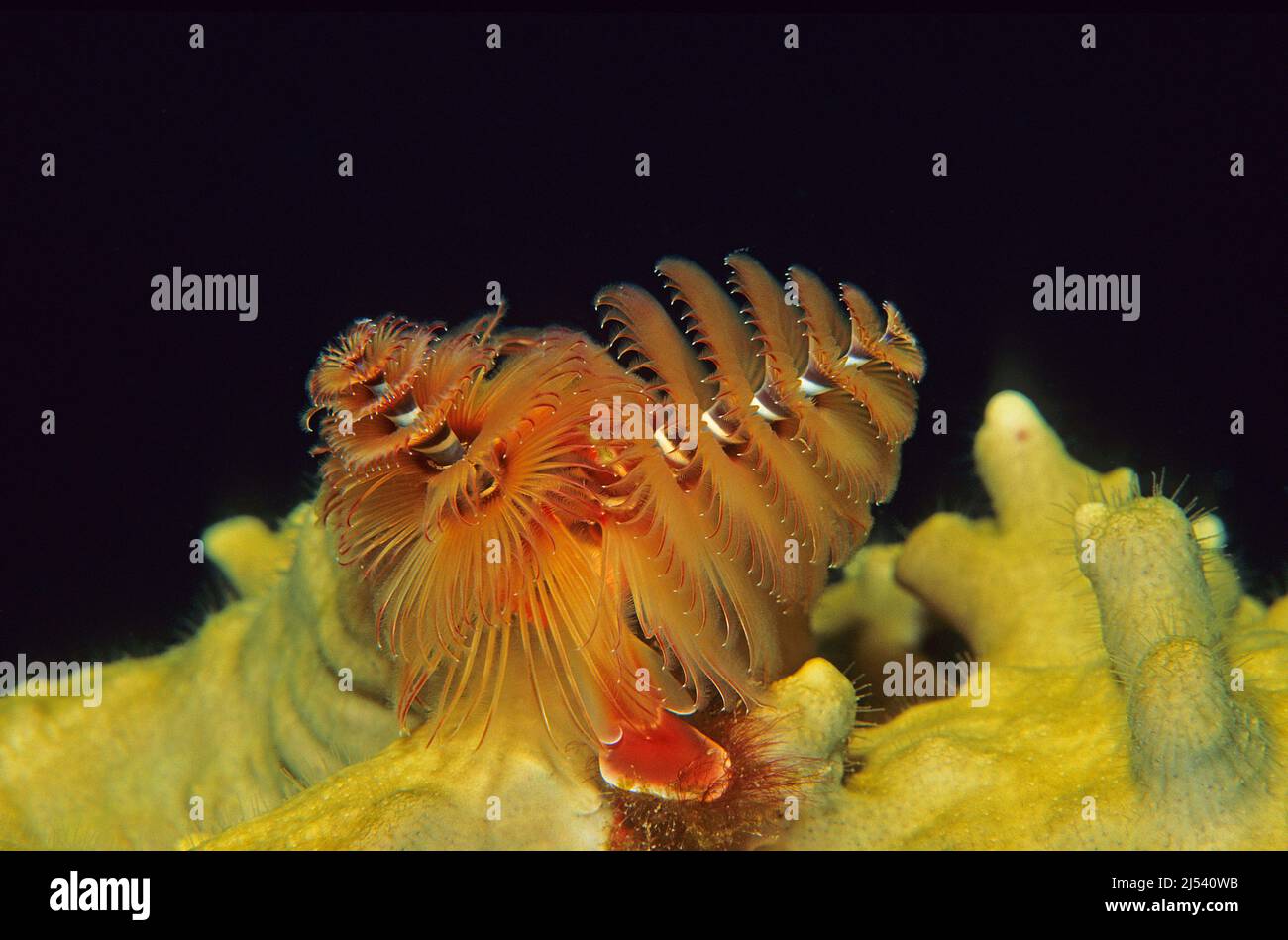 Weihnachtsbaumwurm oder Federduster-Wurm (Spirobranchus giganteus) auf einer Feuerkoralle, Ari-Atoll, Malediven, Indischer Ozean, Asien Stockfoto