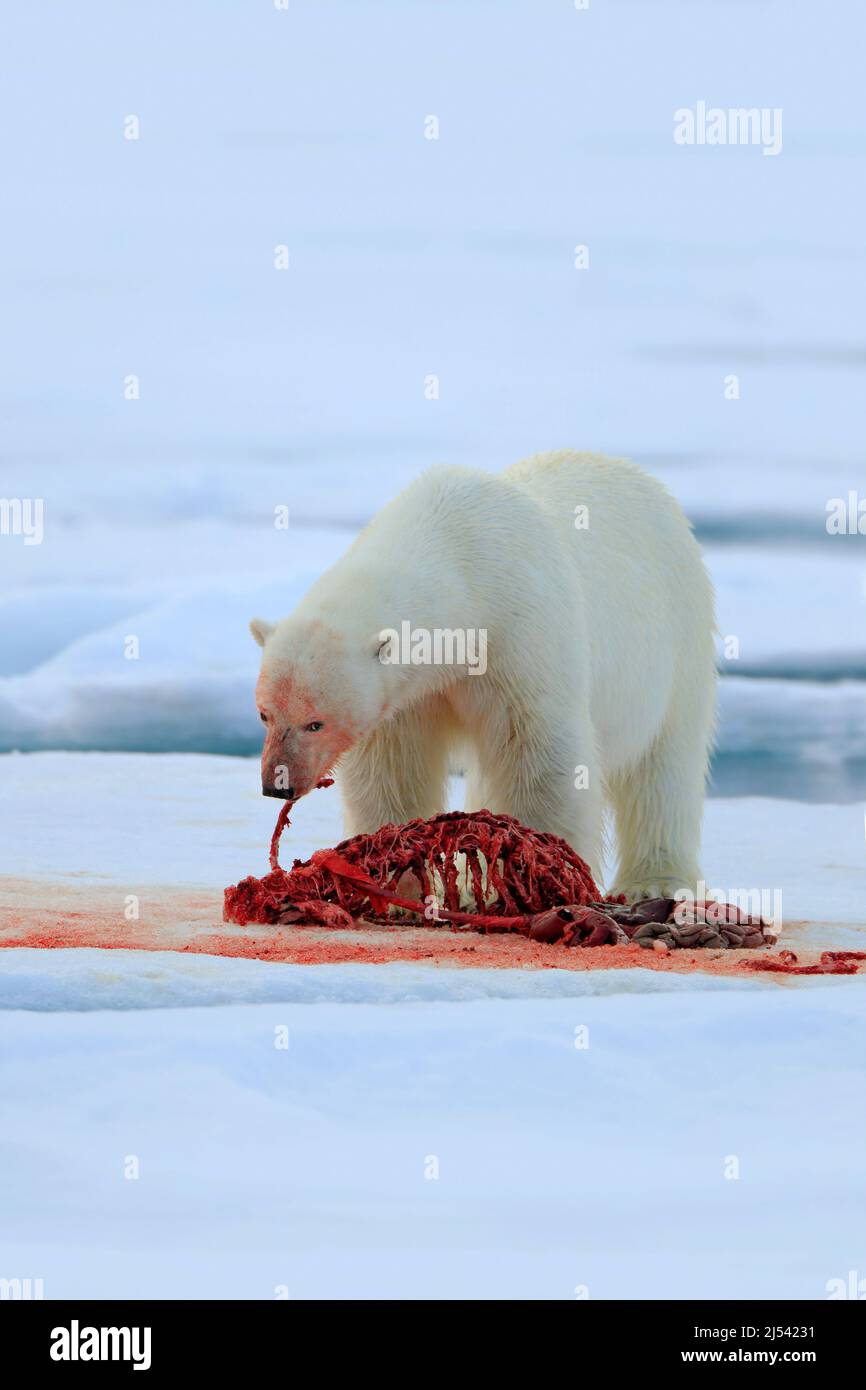 Blutige Actionszene. Eisbär auf Drift-Eis mit Schneefütterung blutige Robbe, Skelett und Blut, Spitzbergen, Norwegen. Weißes großes Tier in der Natur Stockfoto