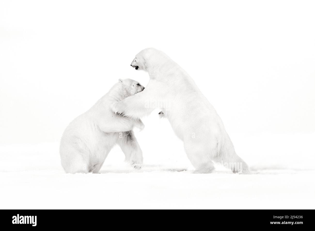 Kunst, Schwarz-Weiß-Foto von zwei Eisbären, die auf Drift-Eis in Arctic Svalbard kämpfen. Tierkampf im weißen Schnee. Weiße Wildtierszene mit zwei Pola Stockfoto