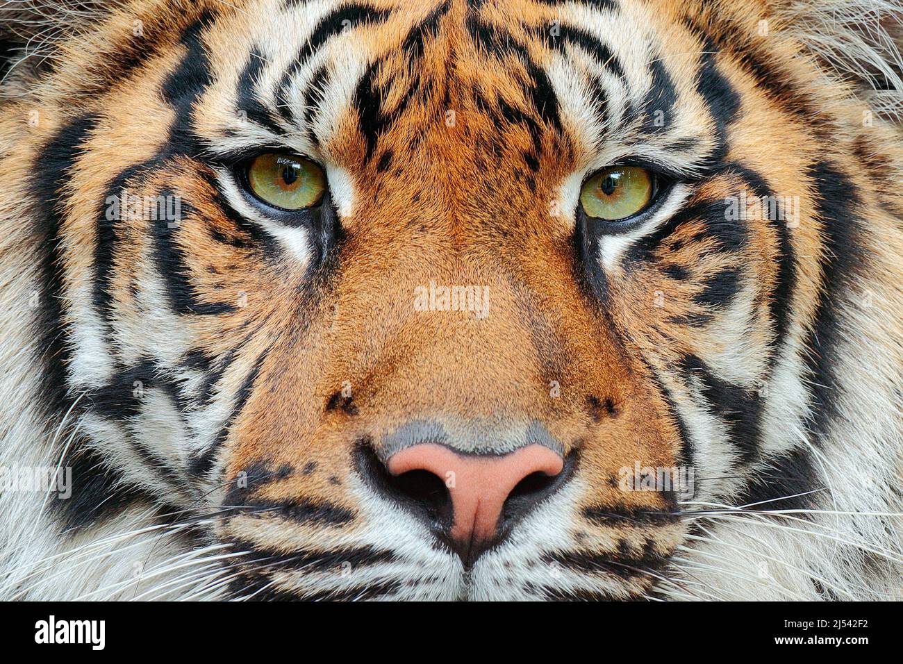 Nahaufnahme Detail Porträt des Tigers. Sumatratiger, Panthera tigris sumatrae, seltene Unterart des Tigers, die auf der indonesischen Insel Sumatra lebt. Bea Stockfoto