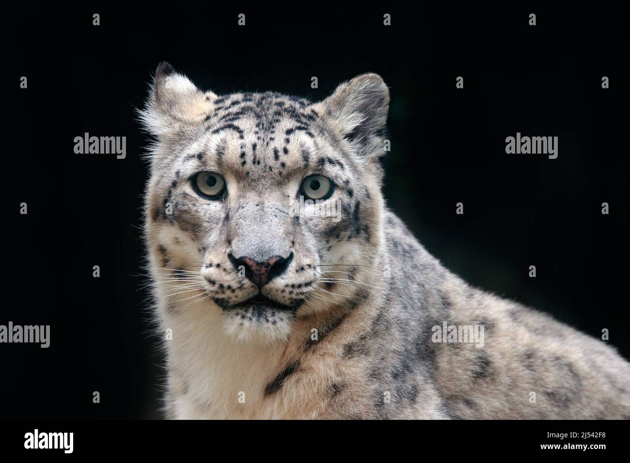 Detail Porträt von schönen großen Katze Schneeleopard, Panthera uncia. Gesicht Porträt von Leopard mit klarem schwarzen Hintergrund. Hemis-Nationalpark, Kaschmir, Stockfoto