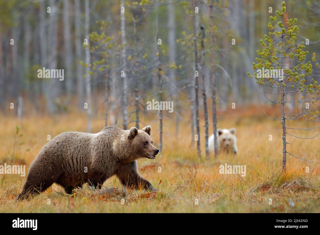 Herbstwald mit Bärenjungen mit Mutter. Schöner Braunbär im Wald. Gefährliches Tier in der Natur Wald und Wiese Lebensraum. Wildtiere Stockfoto