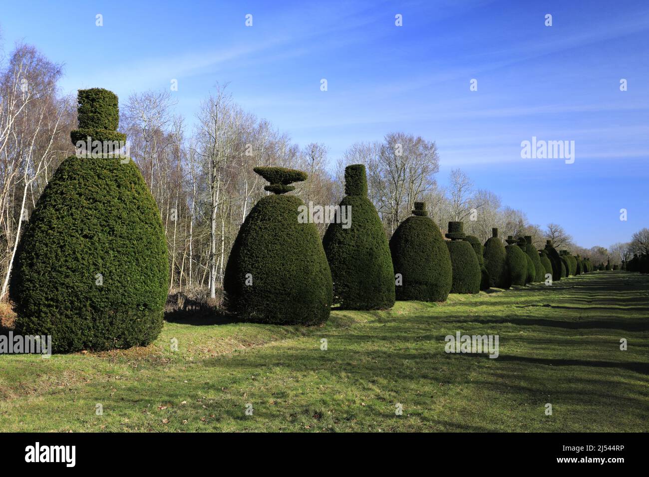 Die Yew Tree Avenue in Clipsham Dorf; Rutland; England; Großbritannien Stockfoto