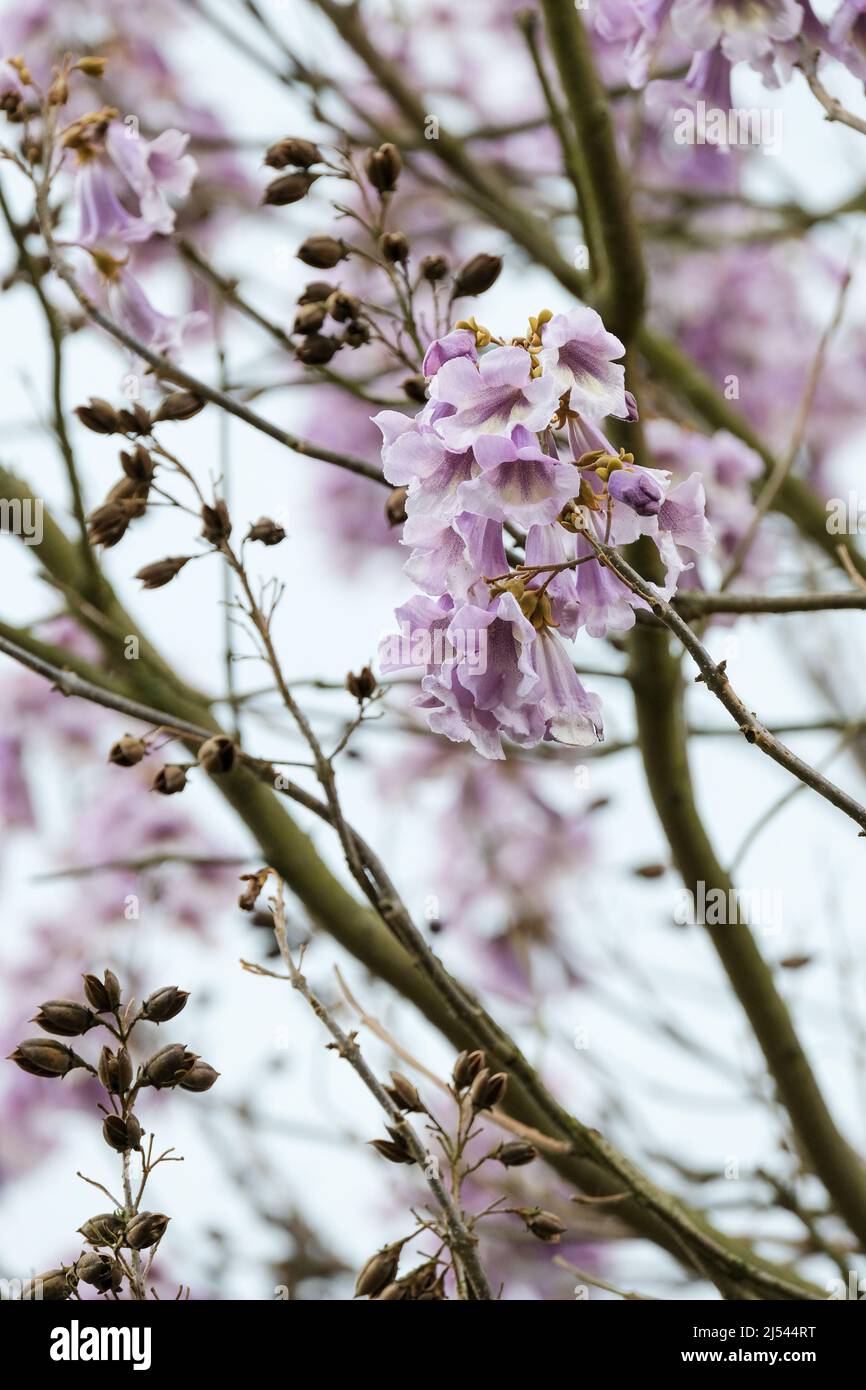 Paulownia fortunei Fast Blue („Minfast“). Paulownia 'Fast Blue', Paulownia fortunei 'Minfast', Paulownia tomentosa 'Fast Blue', Paulownia fortunei 'Fa Stockfoto