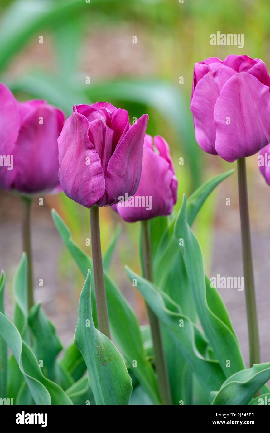 Tulipa 'Negrita', Tulpe 'Negrita'. Tiefviolette Tulpen mit unscharfem Hintergrund Stockfoto