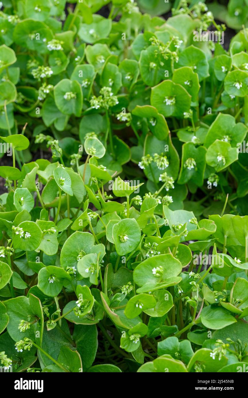 Claytonia perfoliata, auch bekannt als Bergbergsalat, indischer Salat, Winterpurslane oder Palsingat. Wird in Wintersalaten verwendet. Stockfoto