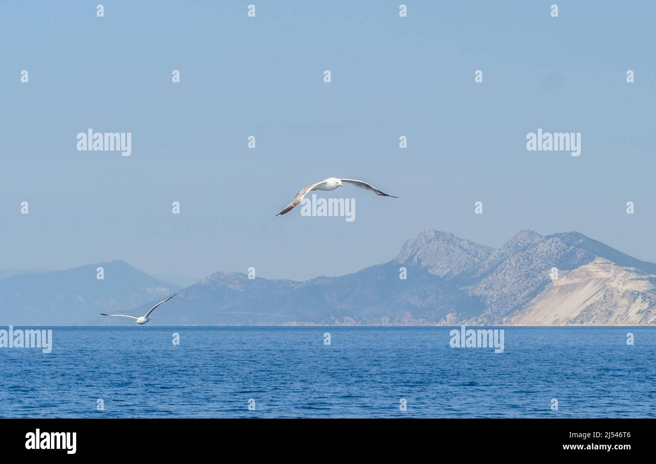 Weiße Möwen fliegen im blauen, sonnigen Himmel über den Gewässern der Ägäis. Wildtiere Tier in der Natur. Stockfoto