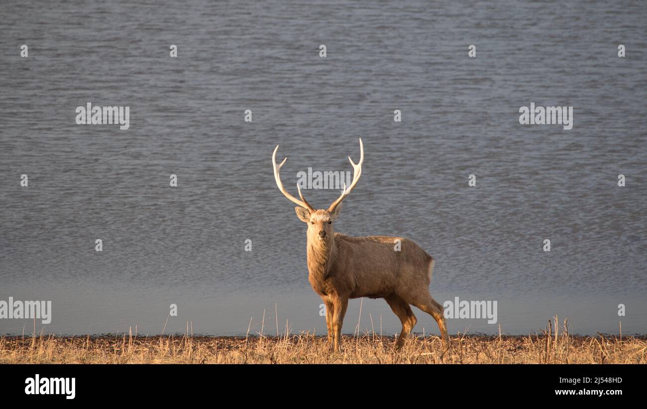 Ein einsamer sika-Hirsch mit großen Geweihen, Hokkaido, Japan Stockfoto